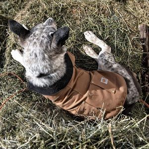 Medium Carhartt Dog Chore Coat Duck Canvas